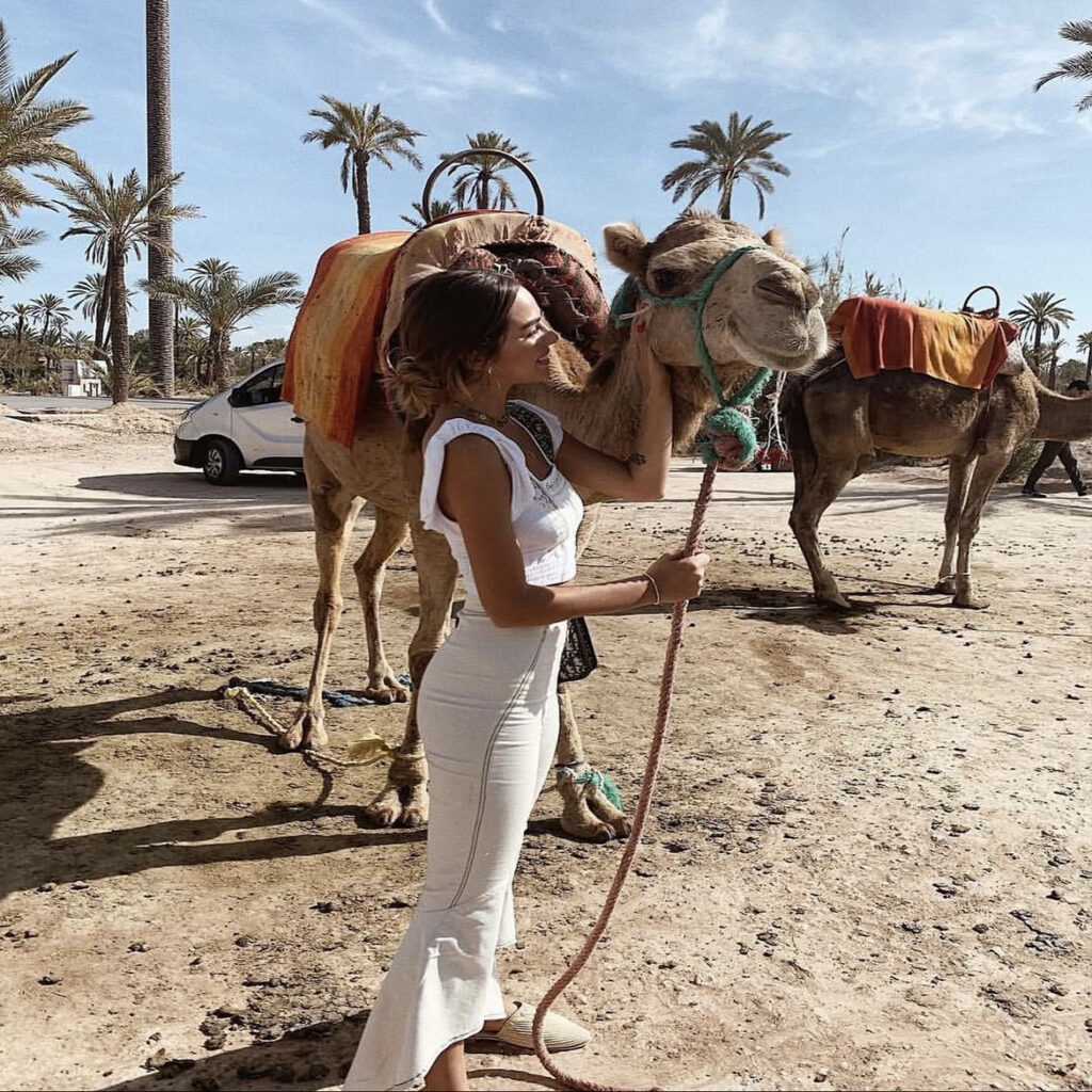 camel webiste 8